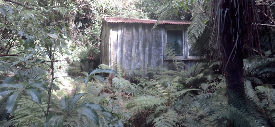 The hut has not been well maintained in recent years and is in danger of being swallowed by the forest.  | Beech Hut, Milford Track