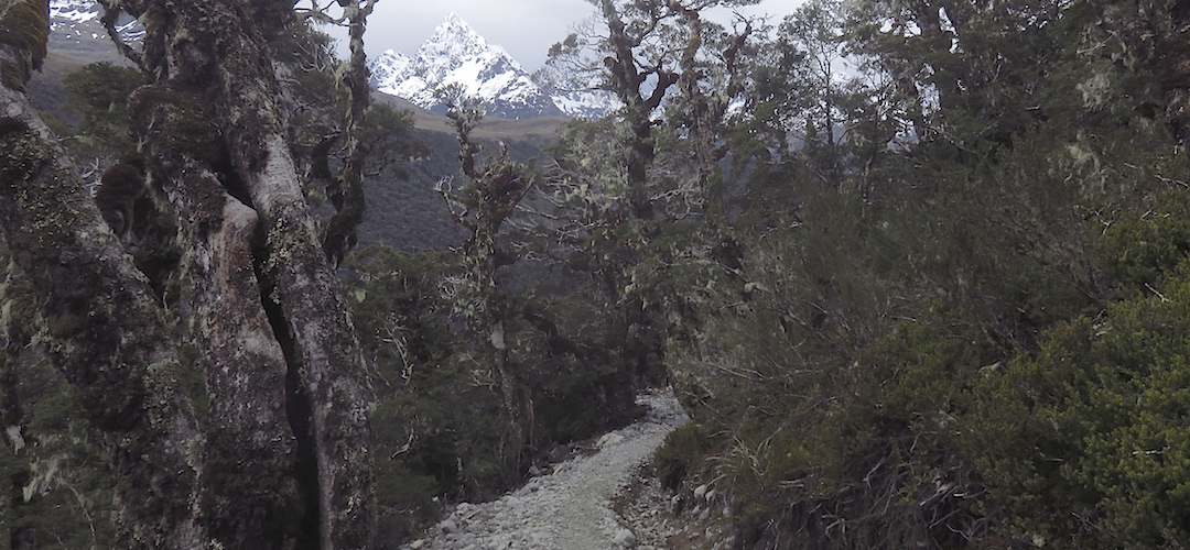 The drop down from McKellar Saddle to the Greenstone River  | Caples Track, Greenstone Conservation Area