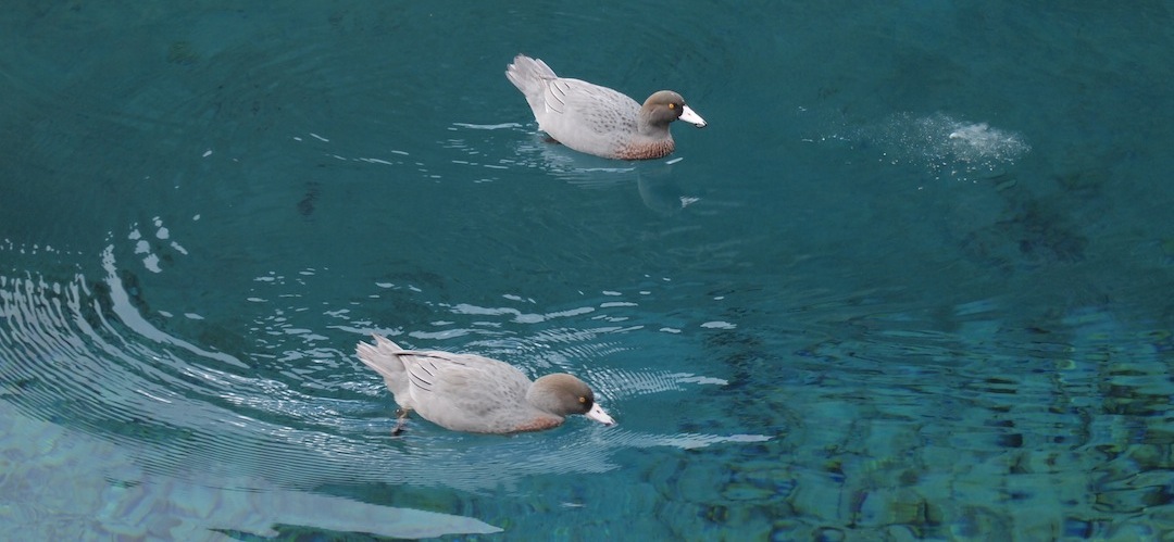 Two Blue ducks, (Whio), on a very blue Blue Lake, Nelson Lakes National Park