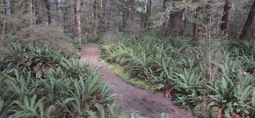 Plenty of track like this on the Kepler, it's great | Kepler Track, Fiordland National Park
