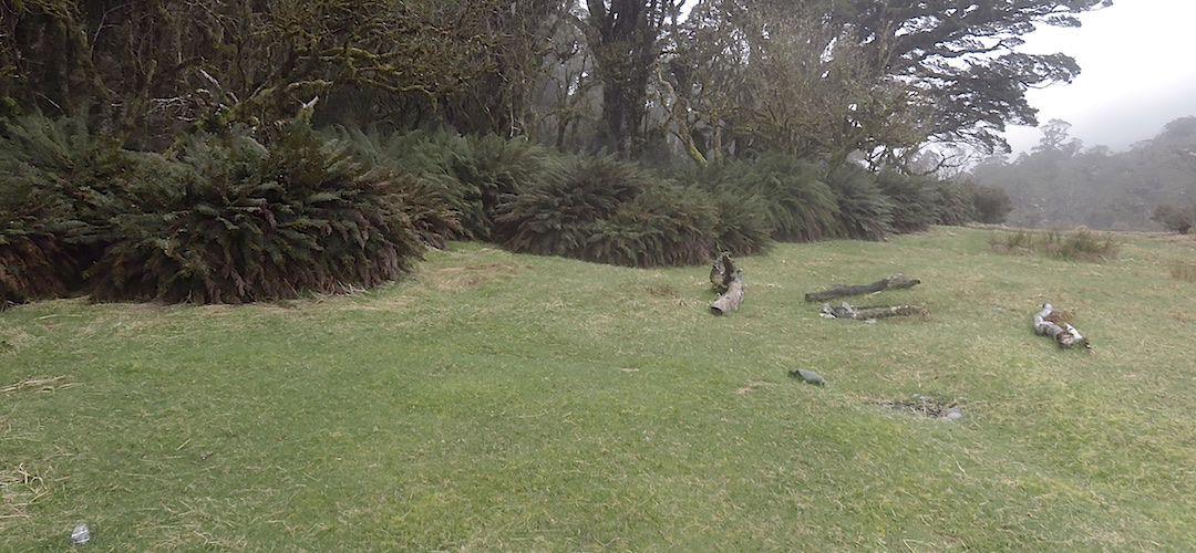 You just put your tent up any old where.   | Greenstone Saddle camping area, Greenstone Track