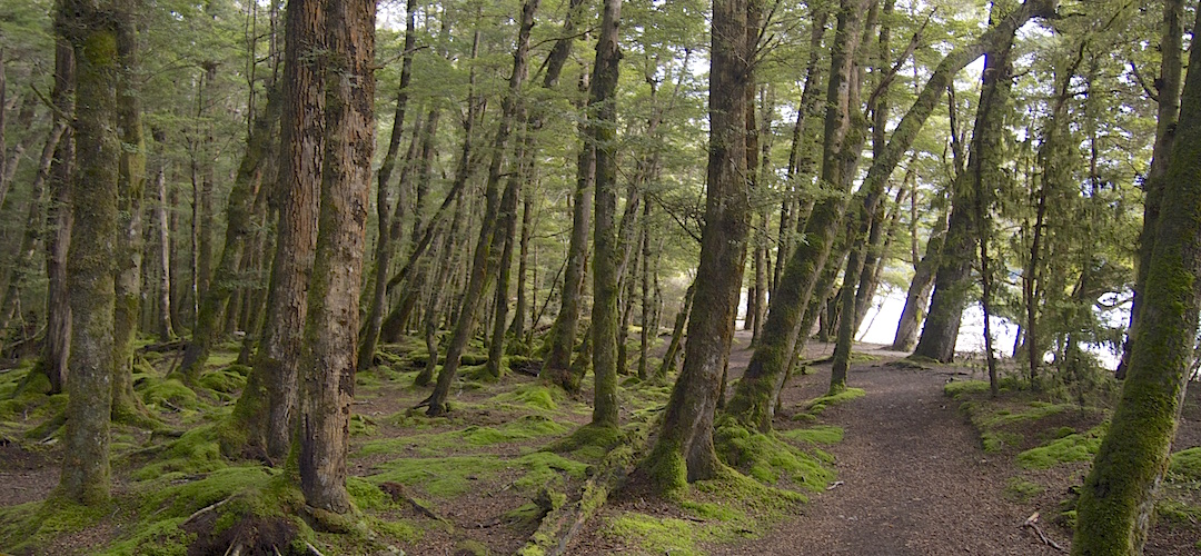This is the camping area.  | Brod Bay campsite, Kepler Track