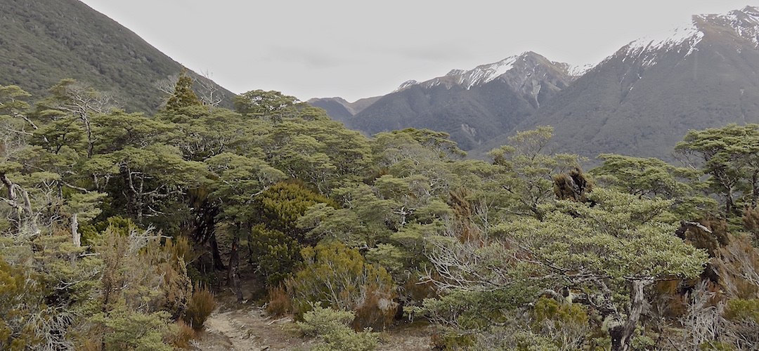 Day 9, a different type of vegetation on the way down to Casey Hut. |  Arthurs Pass blog