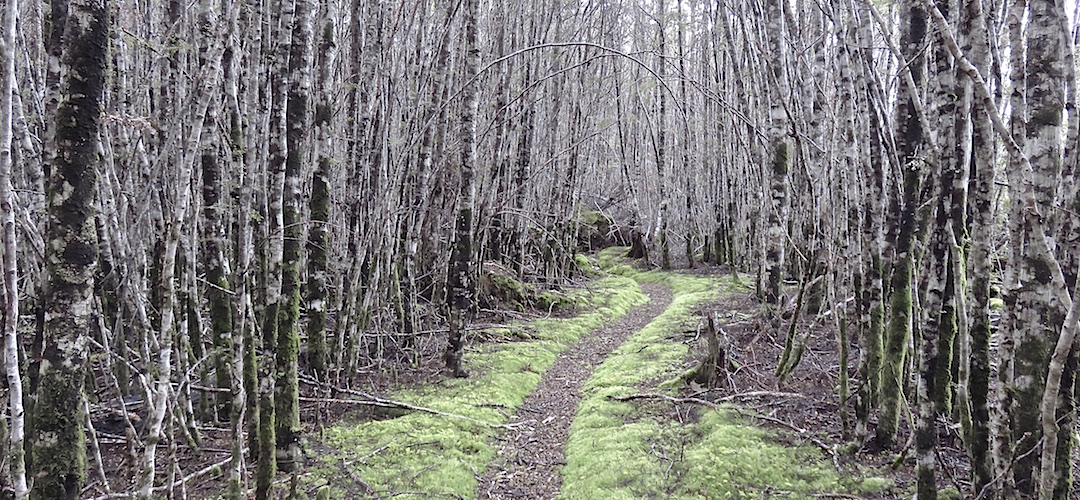 Day 10, there are parts of this Poulter Valley that are quite the surreal thing. |  Arthurs Pass blog