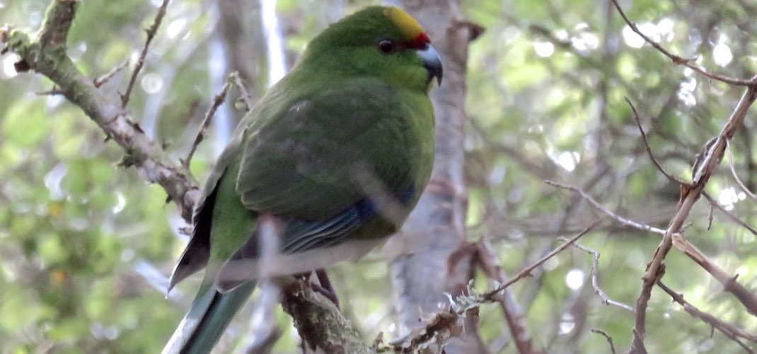 Wow, the not particularly endangered species, the yellow-crowned parakeet. | Kepler Track, Fiordland National Park
