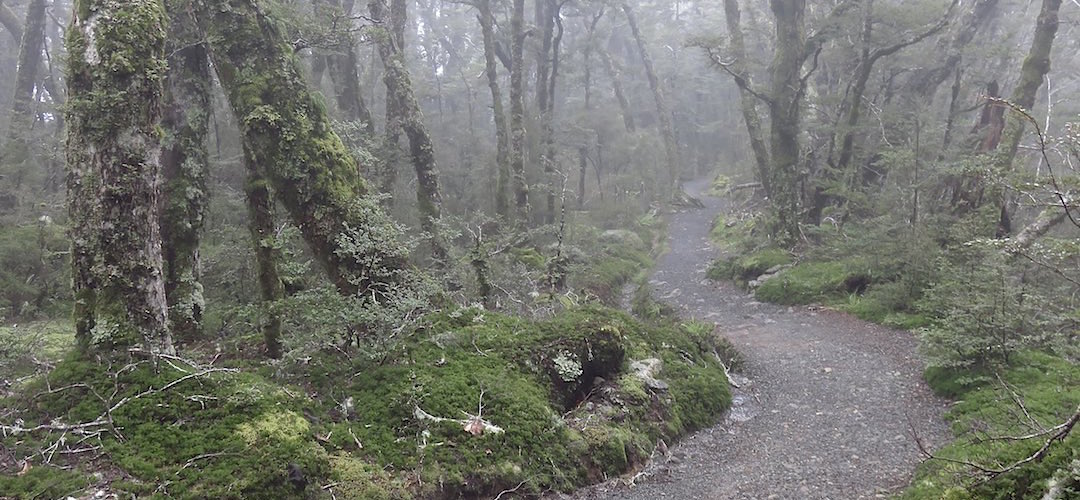 Looking quite mysterious in the morning fog. | Kepler Track, Fiordland National Park