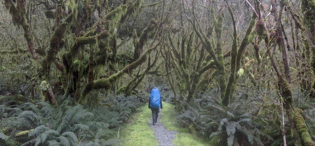Jutta love the Old Man's Beard on the fuschias, maybe she just loves beards. | Milford Track, Fiordland National Park