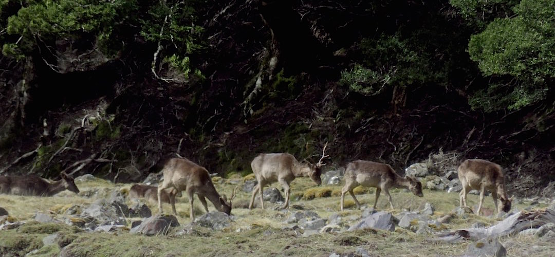 I stumbled across some red deer, on the other side of Steele Creek | near the Greenstone Track, Greenstone Conservation Park