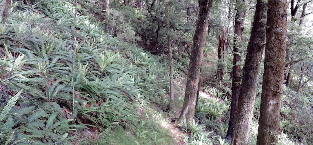 Pretty typical of the crown fern, red beech forest in the Pelorus Valley, Mt Richmond Forest Park