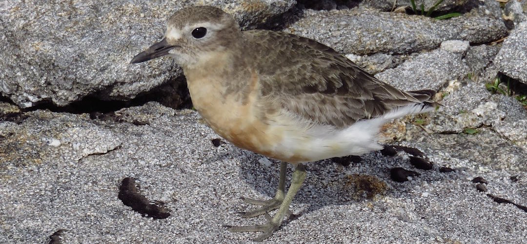 A New Zealand dotterel, Charadrius obscurus aquilonius, the southern sub-species, of which there are about 250 left.