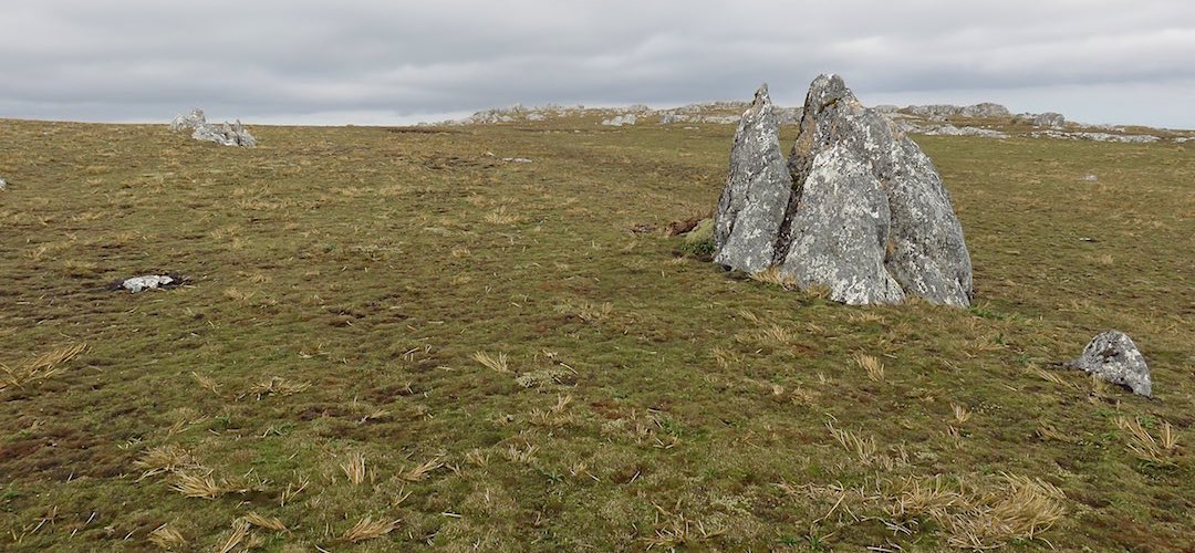 The alpine plants are well wind trimmed even at 700m altitude. | Table Hill, Tin Range route, Stewart Island