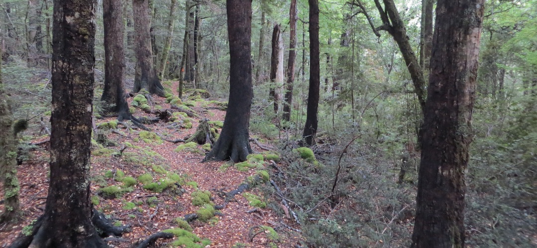 Tiraumea Saddle | Nelson Lakes National Park