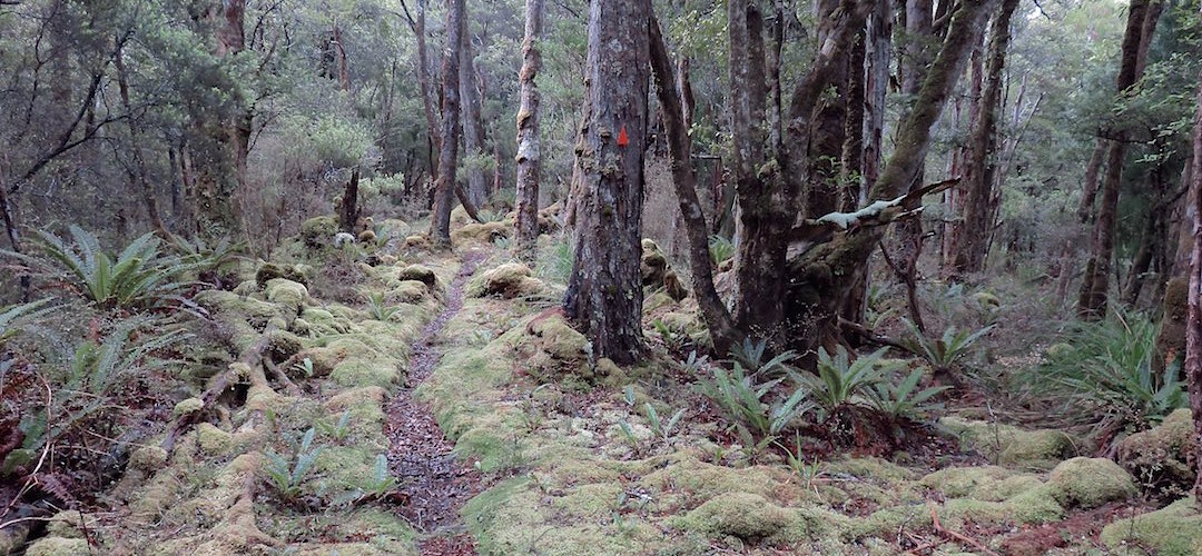 Tramping in the Upper Rakeahua valley, beyond the bogs, is often sublime. | Southern Circuit, Stewart Island