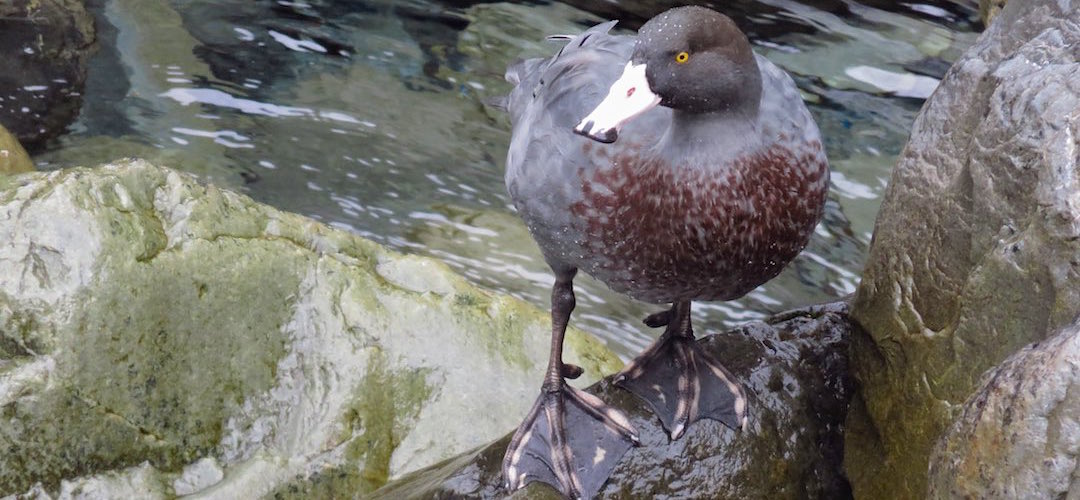 endangered native whio/blue duck on the Taipo  | Harman Pass, Arthurs Pass National Park