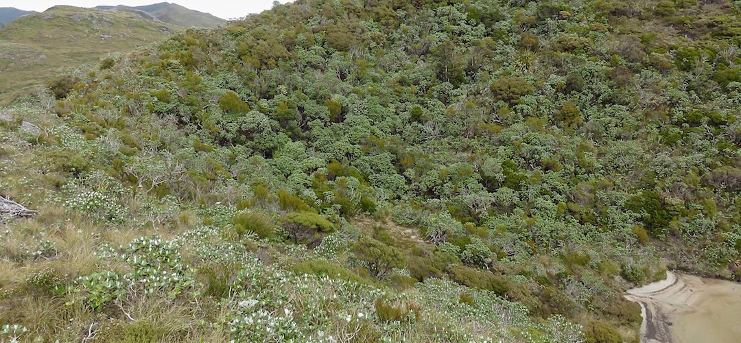 There's an OK campsite down there somewhere.  | Mt Allen lake, south side campsite, Tin Range, Rakiura National Park, Stewart Island