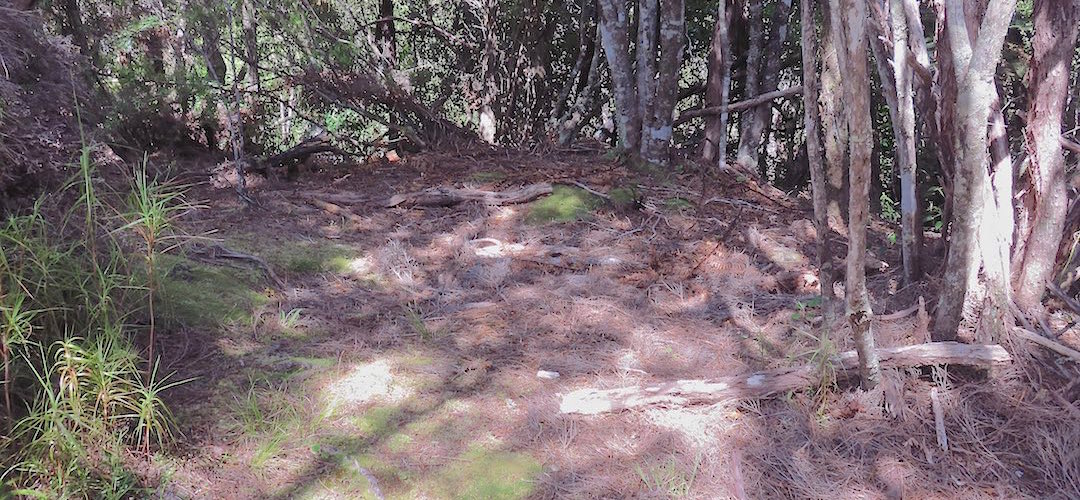 Guess you can clear some stray vegetation here to whack up your tent. | North Arm, Port Pegasus campsite, Tin Range, Rakiura National Park, Stewart Island