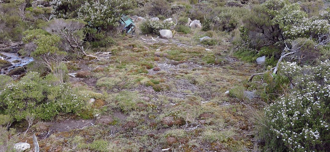 Dry, level, lumpiness factor. Pick two. | Twin Pools Crossing campsite, Tin Range, Rakiura National Park, Stewart Island