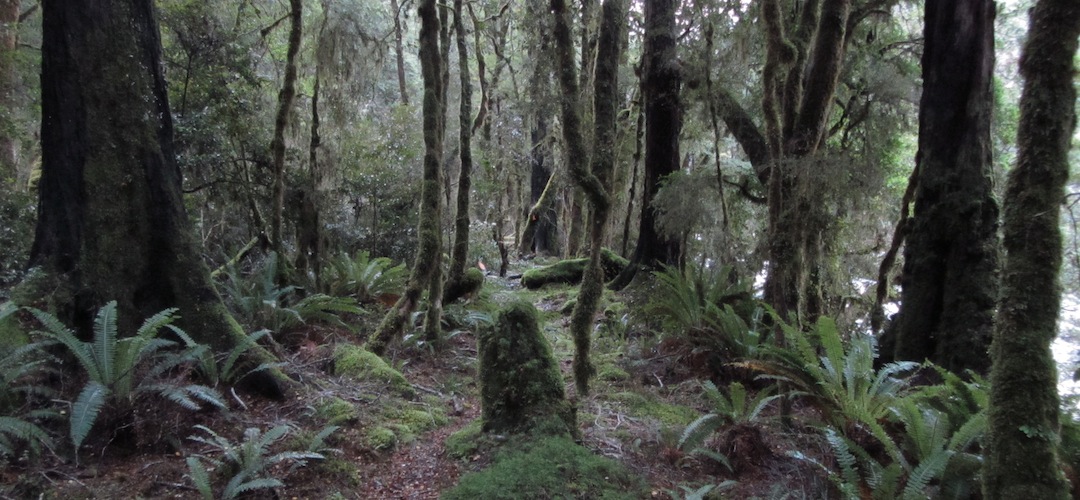 Karamea River, Leslie Karamea Track, Kahurangi National Park
