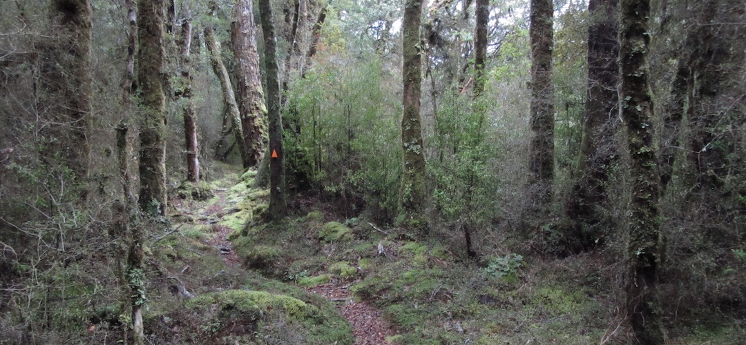 Karamea River valley, Kahurangi National Park