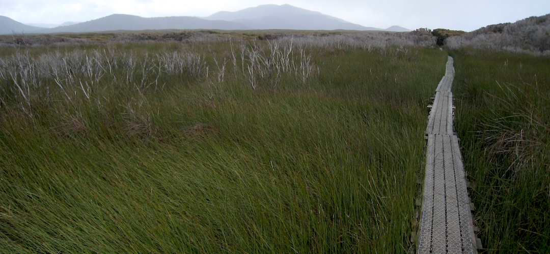 stewart Island track between Mason Bay and Freshwater Hut