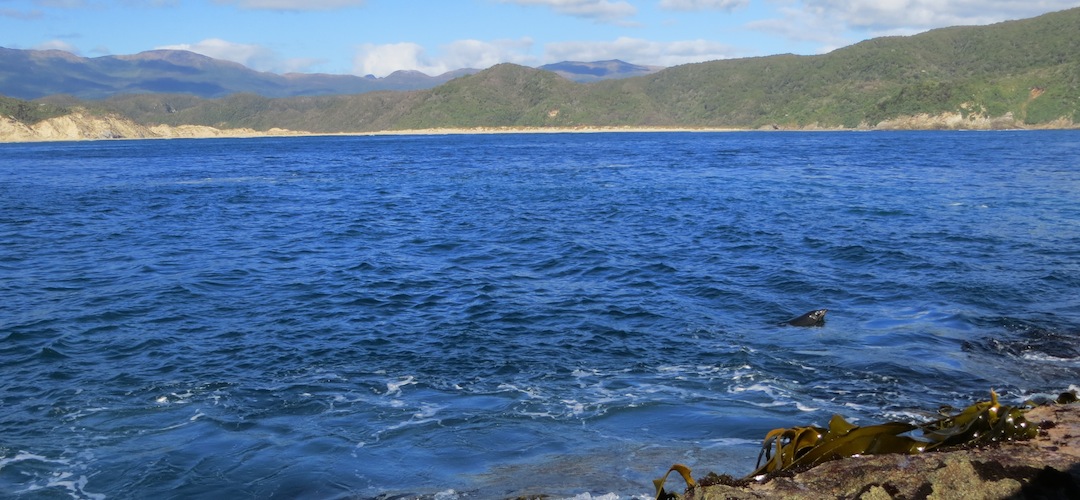 seal at Doughboy Bay, Southern Circuit, Stewart Island