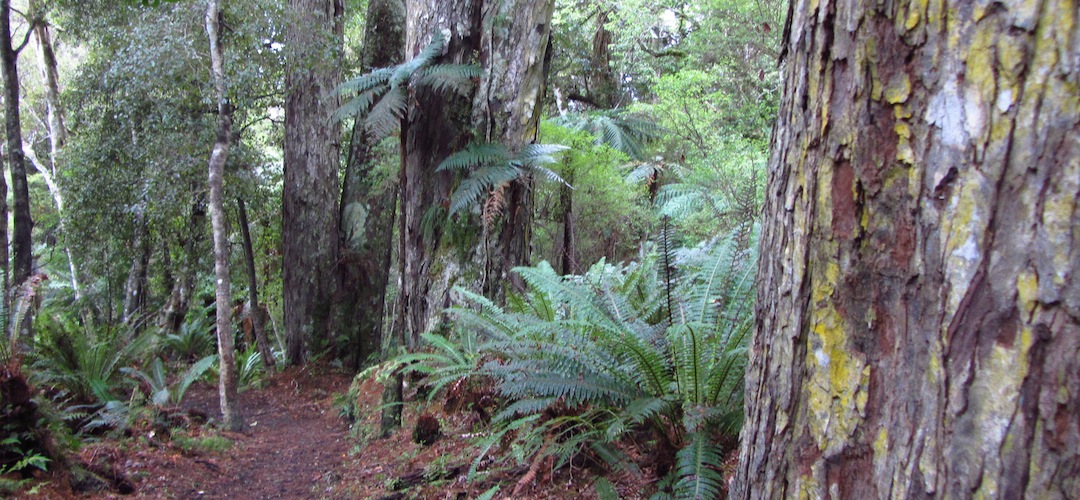 Rakiura Track, Stewart Island
