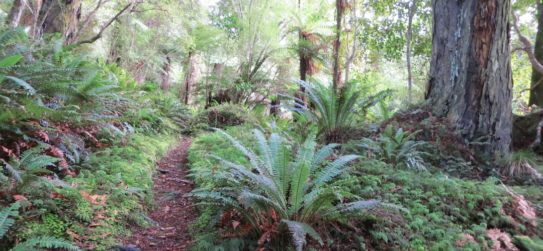 track to Port William, Stewart Island