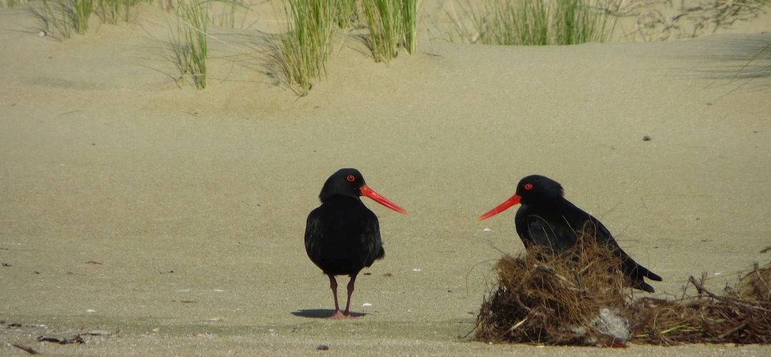 Variable oyster catcher Haematopus unicolor