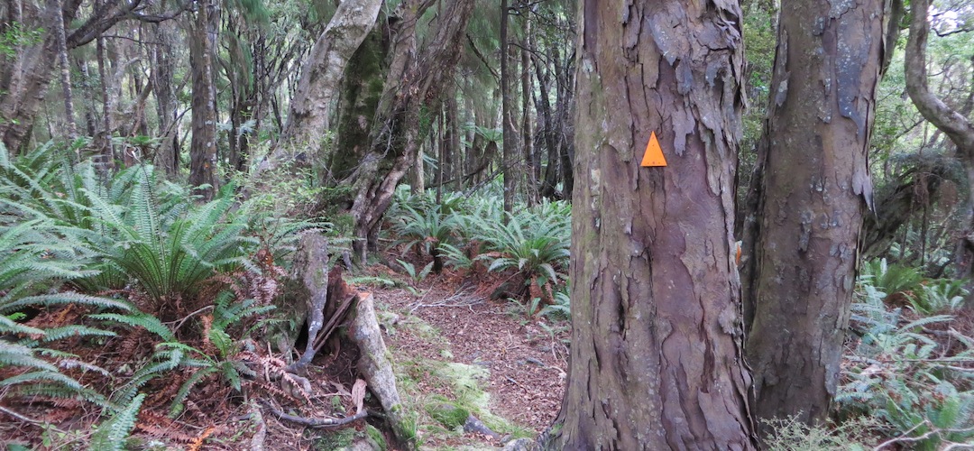 rimu tree Stewart Island