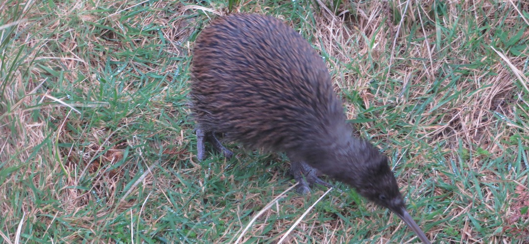 kiwi at Long Harry Hut