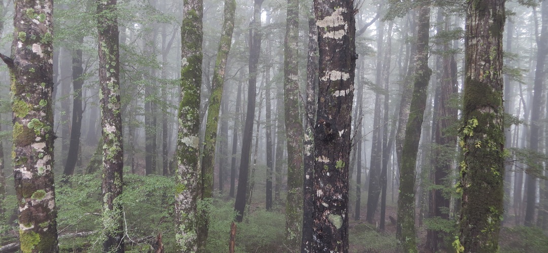  Beech forest in the clouds, near Mt Robert carpark, Nelson Lakes National Park
