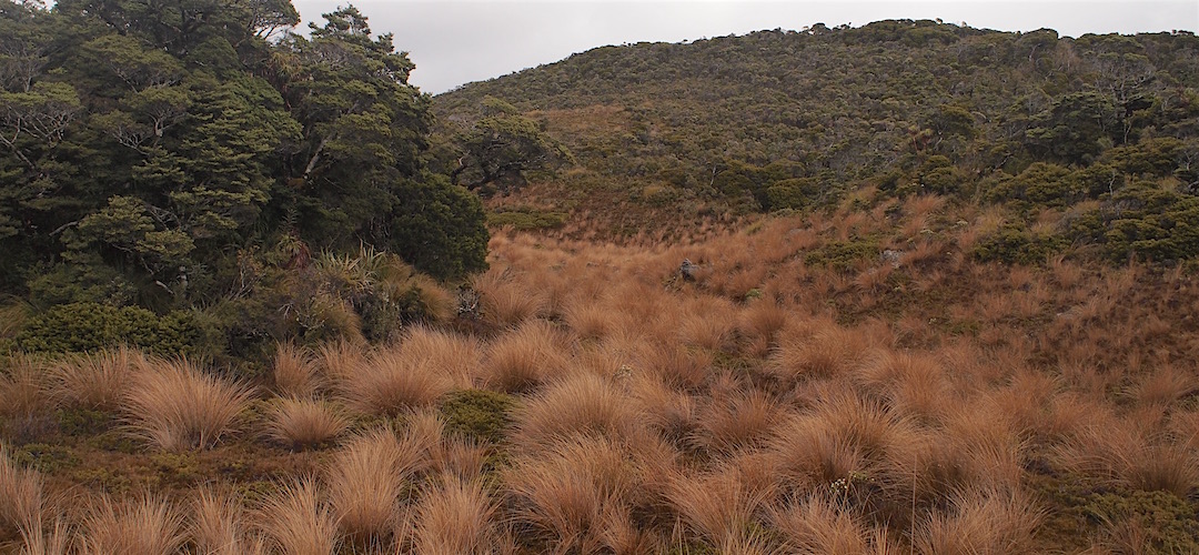 The red tussock on a rainy old day. |  Ministry of Works Historic Hut, Kahurangi National Park