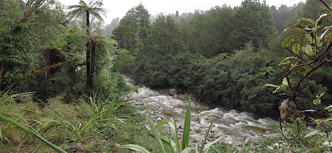 After the rain the river is up substantially. | Little Wanganui River, Kahurangi National Park