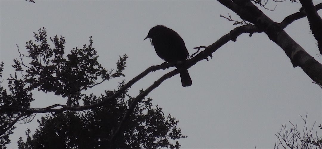 A rather wet tui.  One of the few photos I took for the day. |  Belltown-Mananui Hut, Kahurangi National Park