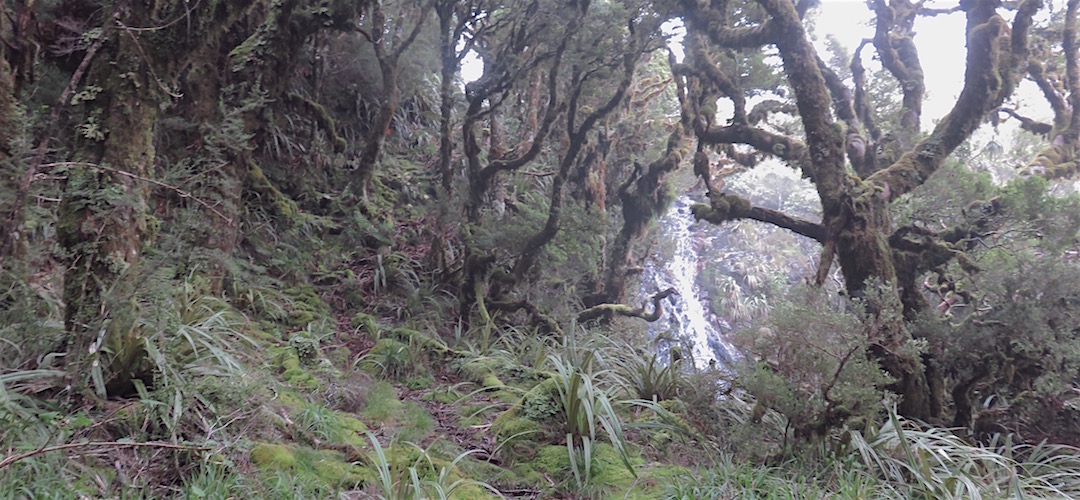 Just about to pop out onto the open tops.  |  Little Wanganui Saddle, Kahurangi National Park