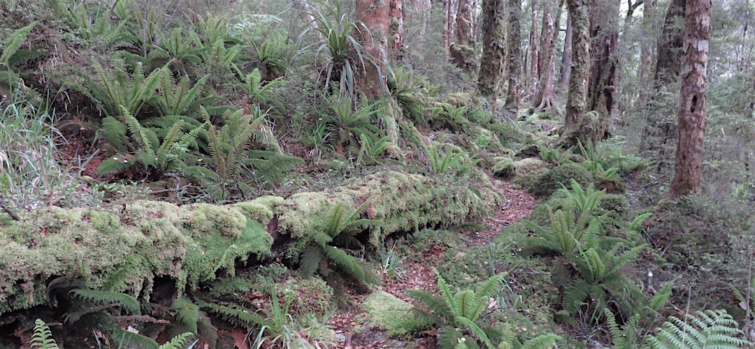 It's pretty clear that not so many people use this track. | Climbing to Hidden Valley, Kahurangi National Park