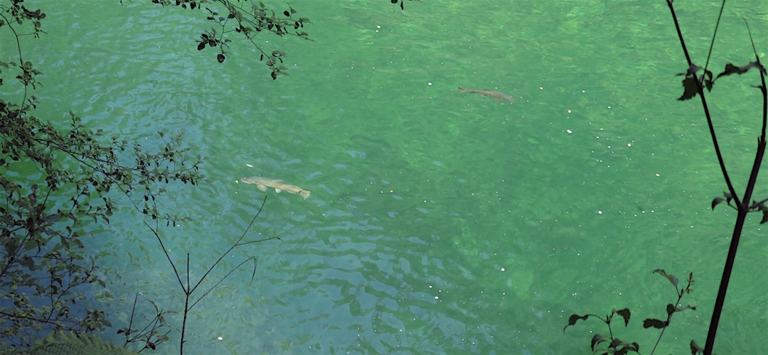 It might be hard to tell but that trout is a huuuuuuuge. | near Thor Hut, Kahurangi National Park