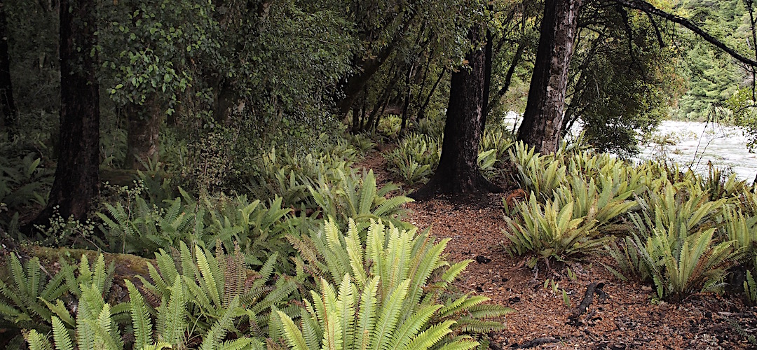 Yeah, the crown fern and red beech tree trunks  go well together. |  Near Crow Hut, Kahurangi National Park
