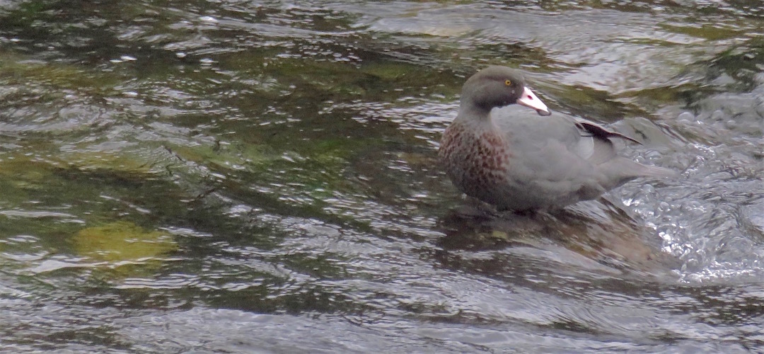 Yeah, that's a whio/blue duck just outside the hut. |  near Crow Hut, Kahurangi National Park