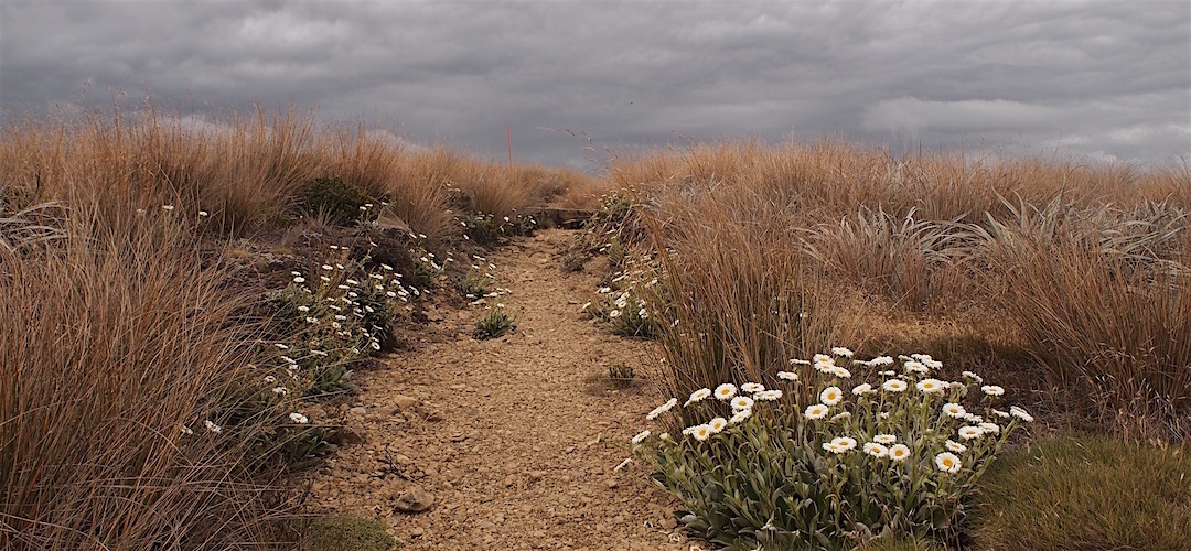 Looking fairly stormy once up onto the Tablelands. | near Salisbury Lodge, Kahurangi National Park