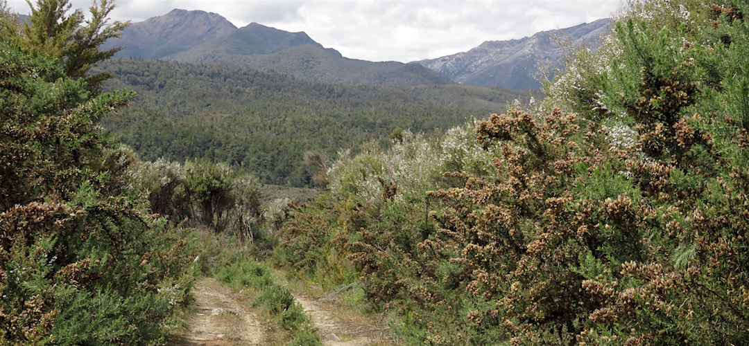That's Brown Cow and Black Cow up ahead. | Kahurangi National Park
