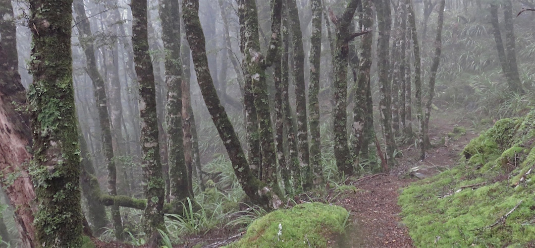 The whole morning was very foggy, making the forest very mystical. |  Near Growler Shelter, Kahurangi National Park