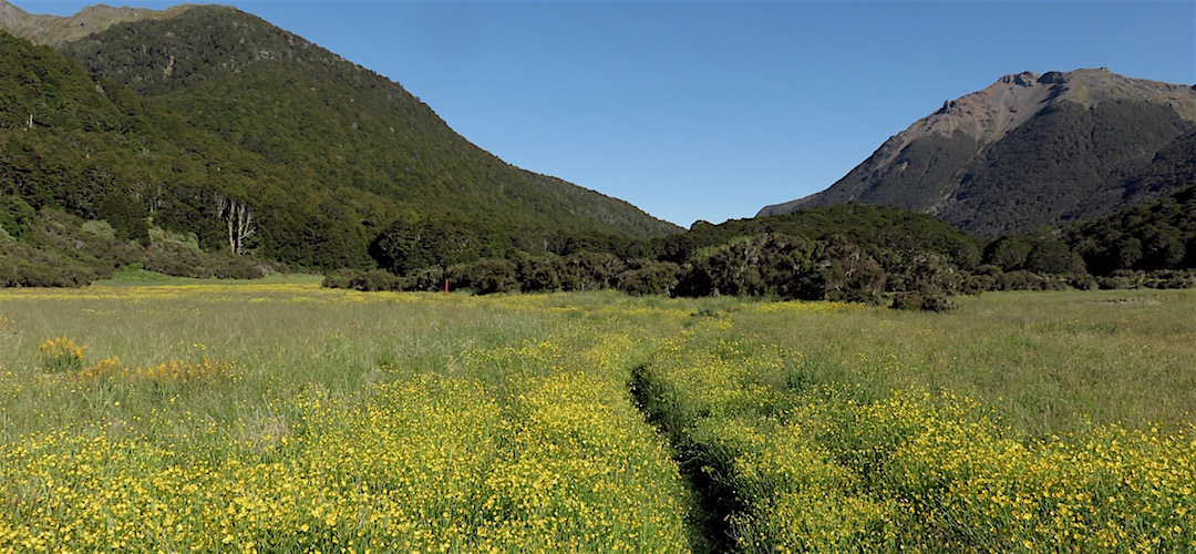 Looking back up the Cobb River Valley. |  Kahurangi National Park