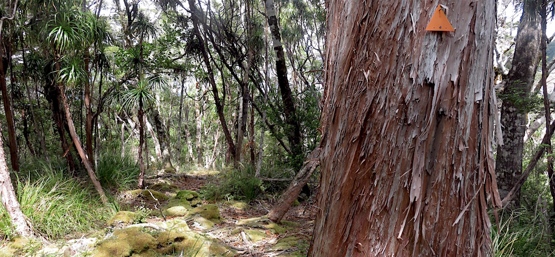 Great track today. Well, mostly. | Matiri Ridge and Valley, Kahurangi National Park