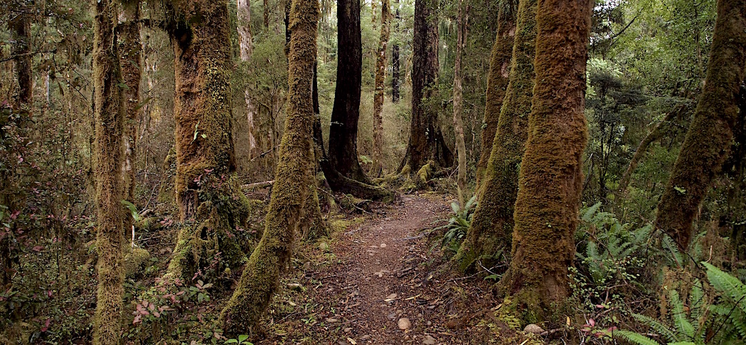 The bike track goes through some fantastic forest. | Old Ghost Road