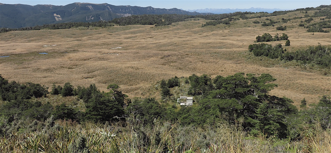 That's the hut nestled in some trees. | Poor Petes Hut, 1000 Acre Plateau, Kahurangi National Park