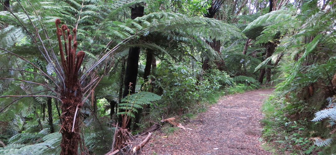 Coastal Track, Abel Tasman National Park 4