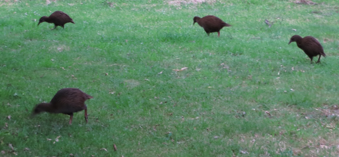 wekas, Whariwharangi campground, Abel Tasman National Park