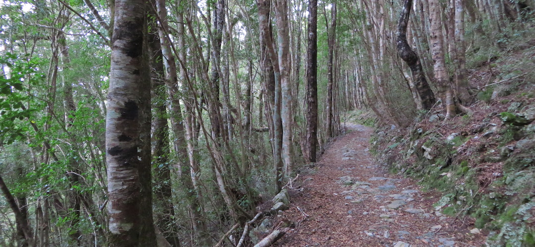  Perry Saddle, Heaphy Track, Kahurangi National Park