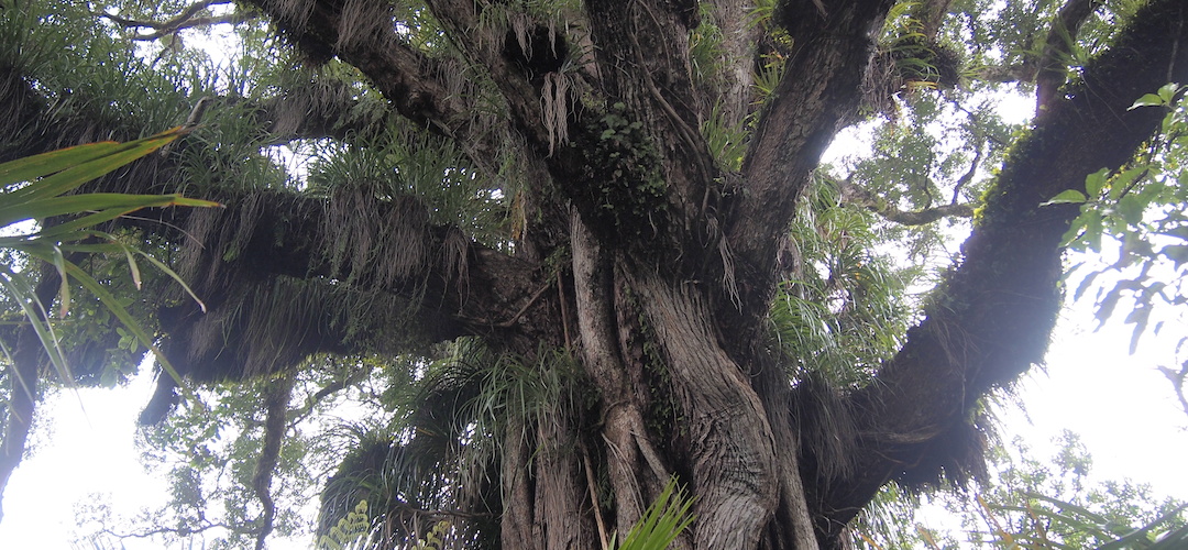 giant rata with epiphytes near Lewis Hut, Heaphy Track, Kahurangi National Park